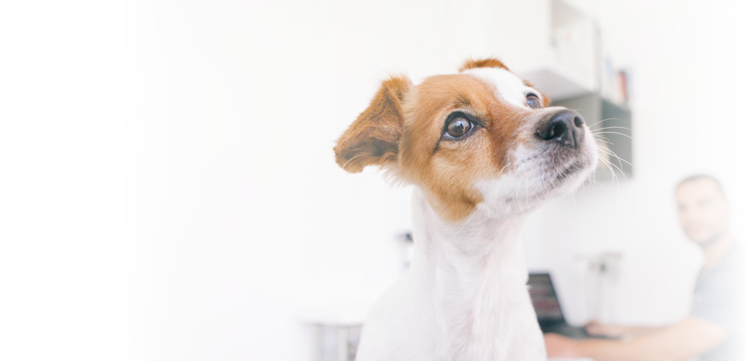 Разработка корпоративного сайта ветеринарной клиники